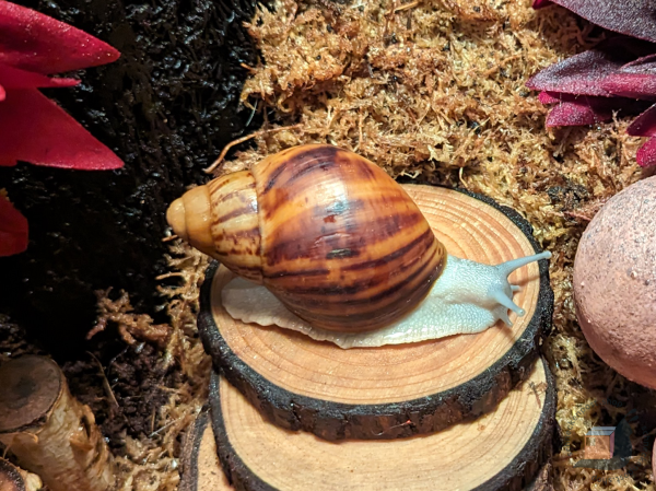 Archachatina Marginata Ovum Silver Body